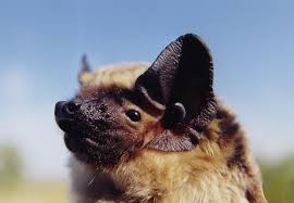 Attēlu rezultāti vaicājumam “Vespertilio murinus”