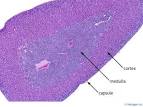 adrenal_gland_10x.jpg