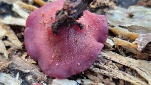 Attēlu rezultāti vaicājumam “Ombrophila violacea spores”