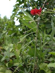 Attēlu rezultāti vaicājumam “Enteridium liceoides macro”