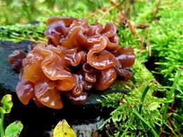 Attēlu rezultāti vaicājumam “Ascotremella faginea”