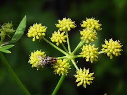 Image result for Liebstöckel