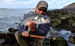 Image result for Dicentrarchus labrax