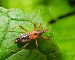 Attēlu rezultāti vaicājumam “Himacerus apterus”
