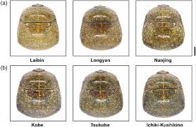 Attēlu rezultāti vaicājumam “Cribraria sp.”