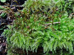 Attēlu rezultāti vaicājumam “Herzogiella seligeri”