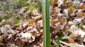 Attēlu rezultāti vaicājumam “Carex acutiformis leaf”