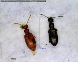 Attēlu rezultāti vaicājumam “Anthicidae”