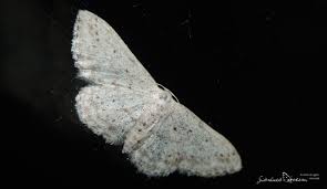 Attēlu rezultāti vaicājumam “Idaea seriata”