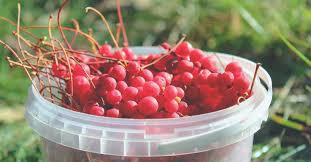 Attēlu rezultāti vaicājumam “Schisandra chinensis”