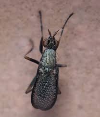 Attēlu rezultāti vaicājumam “Coremacera marginata”