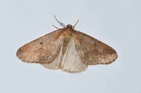 Attēlu rezultāti vaicājumam “Erannis defoliaria”