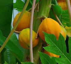 Image result for Carica papaya