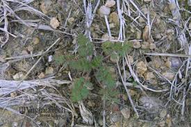 Attēlu rezultāti vaicājumam “Erodium cicutarium bud”