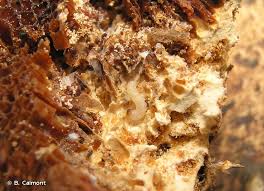 Attēlu rezultāti vaicājumam “Dacne bipustulata”