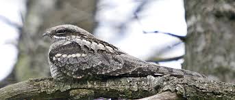 Attēlu rezultāti vaicājumam “Caprimulgus europaeus juvenile”