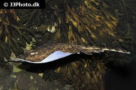 Image result for Amblyraja radiata