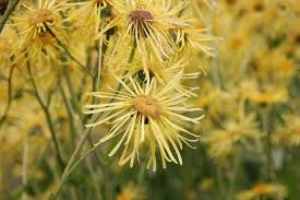 Image result for Inula helenium