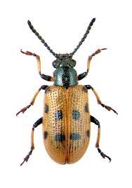 Attēlu rezultāti vaicājumam “Grynocharis oblonga”