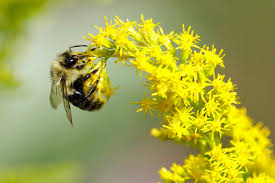 Attēlu rezultāti vaicājumam “pollen corona”