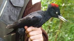 Attēlu rezultāti vaicājumam “Dryocopus martius”