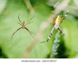 Attēlu rezultāti vaicājumam “Argiope bruennichi female”