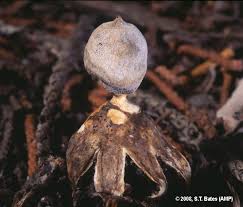 Attēlu rezultāti vaicājumam “Geastrum minimum”