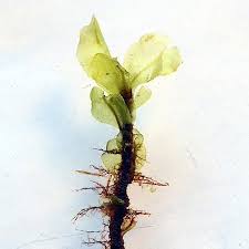 Attēlu rezultāti vaicājumam “Cinclidium stygium”