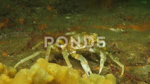 Image result for Hyas coarctatus