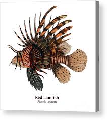 Image result for Pterois volitans