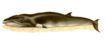 Image result for Balaenoptera acutorostrata