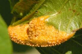 Attēlu rezultāti vaicājumam “Puccinia coronata”