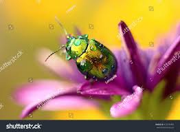 Attēlu rezultāti vaicājumam “Linaeidea aenea”