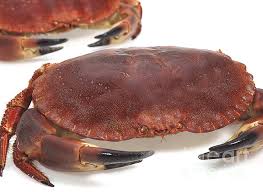 Image result for Cancer pagurus