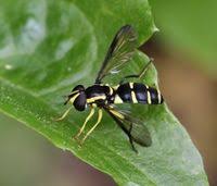 Attēlu rezultāti vaicājumam “Xanthogramma sp. male”