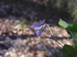 Attēlu rezultāti vaicājumam “Viola rupestris bud”