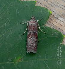 Attēlu rezultāti vaicājumam “Phycita roborella”