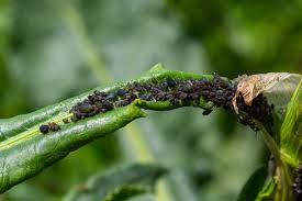 Attēlu rezultāti vaicājumam “Aphis fabae”