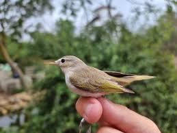 Image result for Phylloscopus orientalis