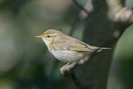 Image result for Phylloscopus borealis