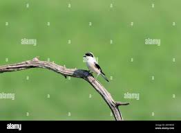 Image result for Lanius minor