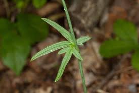 Attēlu rezultāti vaicājumam “Ranunculus acris leaf”