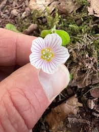 Attēlu rezultāti vaicājumam “Oxalis acetosella fruit”