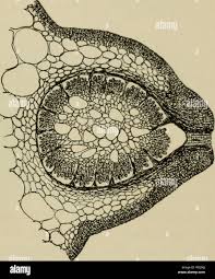 Attēlu rezultāti vaicājumam “Pleurococcus vulgaris”