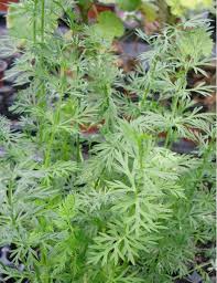 Attēlu rezultāti vaicājumam “Carum carvi”