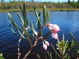 Attēlu rezultāti vaicājumam “Andromeda polifolia bud”
