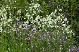 Attēlu rezultāti vaicājumam “Silene nutans flower”