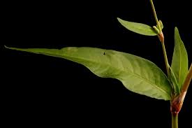 Attēlu rezultāti vaicājumam “Persicaria hydropiper leaf”