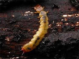 Attēlu rezultāti vaicājumam “Pyrochroidae larva”