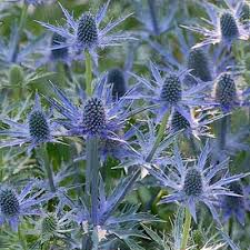 Image result for Eryngium `Blue Hobbit`